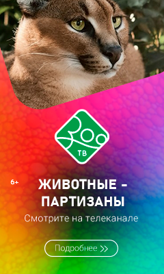 240%d1%85400 %d0%b2%d0%b5%d1%80%d1%82%d1%8b %d0%b7%d0%be%d0%be %d0%96%d0%98%d0%92%d0%9e%d0%a2%d0%9d%d0%ab%d0%95 