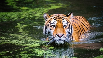 Tiger 2535888 1920